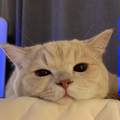 黎明de黄昏