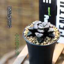 Mordor Shou Mothers fine-grained Ming product looks very good. Twelve rolls of succulent plants are ink black 7cm