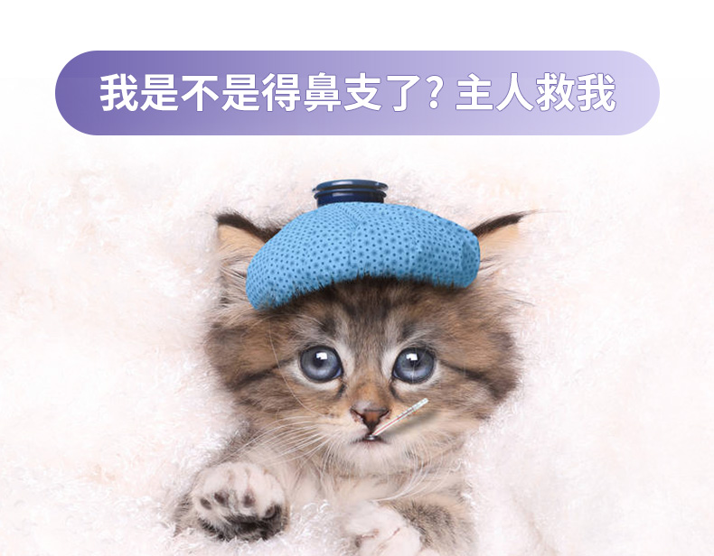 Buddy mèo herpes kiểm tra virus dải thiết lập fhv kiểm tra mũi thú cưng mèo kiểm tra mũi herpes phát hiện - Cat / Dog Medical Supplies Máy siêu âm thú y giá rẻ