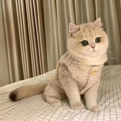 Cute ins Cat Clothes Warm Lamb Wool Vest Teddy Pomeranian Pet Dog Winter Clothing Autumn and Winter Style
