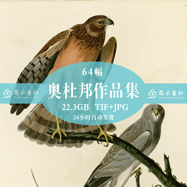 Work Pen Flower Bird Painting John James Audubon Painting as a Collection HD Photo Material Bird-Tuobao-Taobao