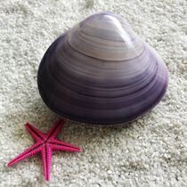 Powder clam purple shell Purple clam natural conch shell double shell bright light clam shell creative home crafts ornaments