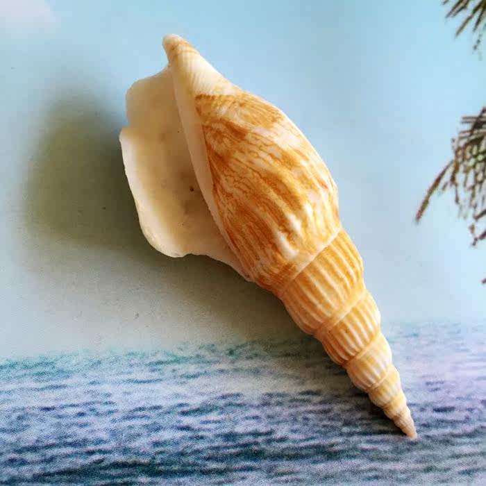 Natural Sea Snail Shells Pendulum Golden Axe Phoenix Torch Spiro Terrace Home Decoration Creative Ornament Wedding Celebration Diy