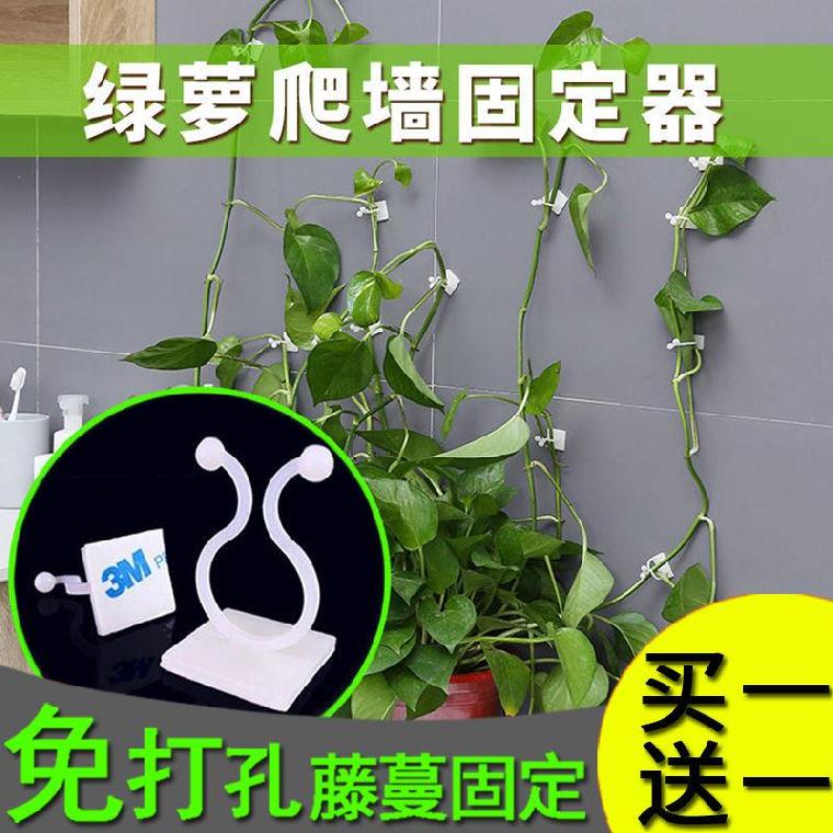 Gold Ge Climbing Wall Fixer without mark Branches Vine solid gourd Previous wall adhesive Adhesive Clip Climbing Plant