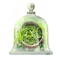 Trà trắng, trà xanh, trà đen, nước hoa, nước hoa thơm ngon, bộ sưu tập món quà ngon nước hoa replica