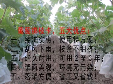 Nông nghiệp móc móc nhà kính kiwi trái cây buộc chi nhánh clip gắn khóa móc khóa máy làm vườn cung cấp đóng gói - Nguồn cung cấp vườn vòi tưới cây