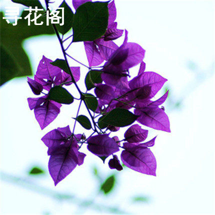 ����������81787