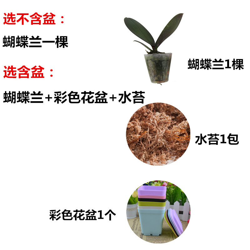 �������辰������