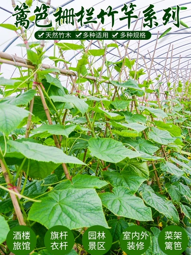 Толстый маленький бамбуко -полюсной овощной овощные виноградные виноградные лозы бамбука