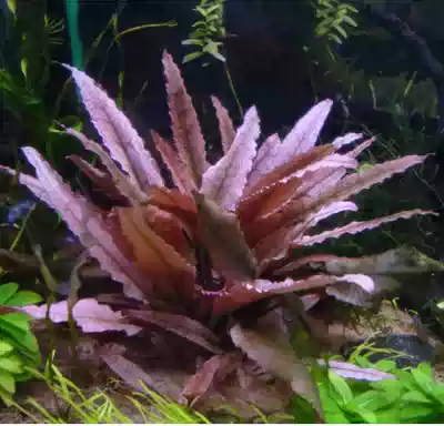 火烈鳥椒草觀賞水草水草造景水下繁殖