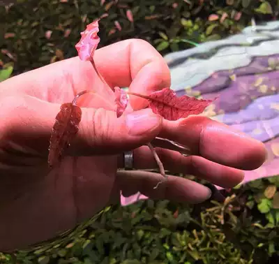 火烈鳥椒草觀賞水草水草造景水下繁殖