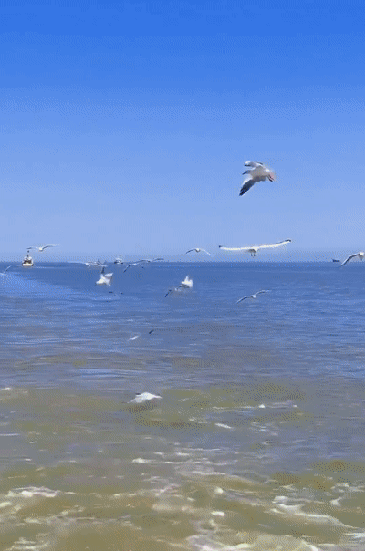 20260101_154212_005.gif