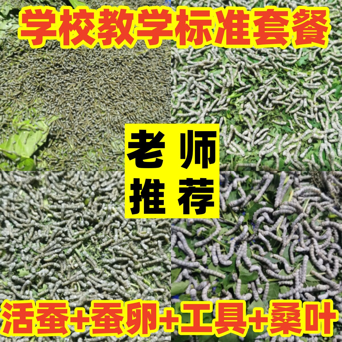 🌸家有宝贝必入!学生科学标准养蚕套装开启奇妙旅程🌱-蚕宝宝-淘宝好物网