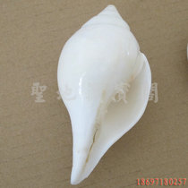 Eight kinds of conch offerings in the Buddhist hall: Indian white conch right-handed conch about 7-10 cm