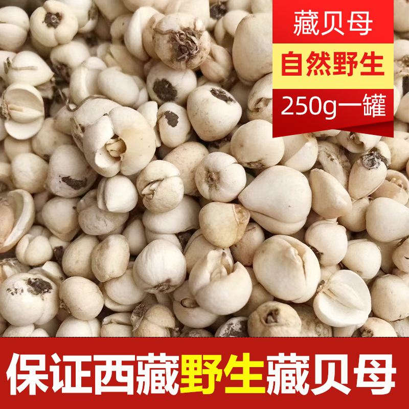 Authentic Tibetan wild Tibetan Fritillaria non-Sichuan Fritillaria Pingchuan Fritillaria 250g Chinese herbal medicine Chuan Fritillaria can be powdered