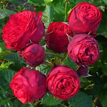 Garden rose red piano multi-season strong fragrant cut flower shrubs European moon courtyard balcony potted green plant flower seedlings