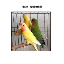 Tiger skin parrot live bird home small talking bird pet bird live bird live bird food feed bird cage
