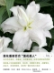 [Dental Letal Oriental] Lotus Beauty/Beautiful Lotus 16/18 (3 гола)
