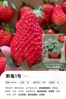 [Пятно] Гуйчжоу ягода № 1 15 см.