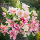 Heidi's Garden Perfume Lily Bulb Double Perfume Imported Roots Bloom This Year and Can Be Potted for Balcony Gardens