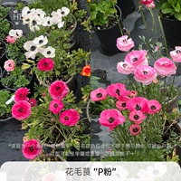 P пудра 15 см раковина