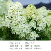 Полярный медведь