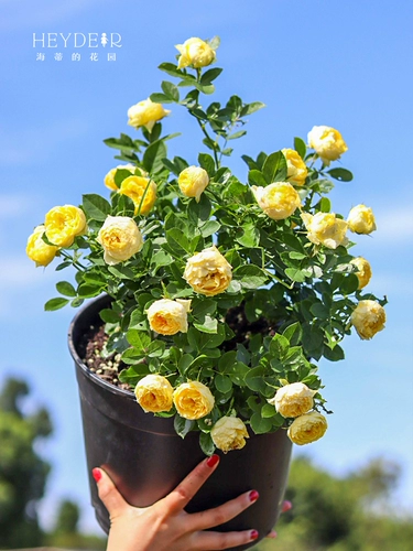 Сад Хайди Золотой шелк цветка