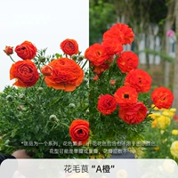 Оранжевый горшок диаметром 15 см.