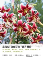 [OT Lily] Суданская невеста 16/18 (3 гола)