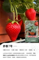 [Spot] Miaoxiang № 7 15 см.