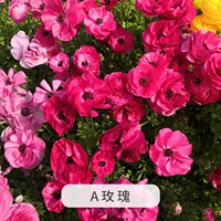 Горшок для розы диаметром 15 см.