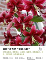 [OT LILY] Мисс Файя 14/16 (3 гола)