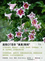 【Ot Lily】 Meisu 14/16 (3 гола)