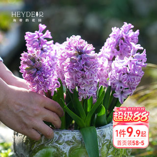 Heidi's garden hyacinth bulb flower balcony garden potted ground plant aromatic flower plant potted plant bulb