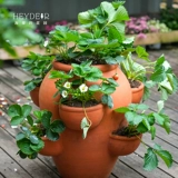 海蒂的花园 Саженцы клубники, сливки, саженцы клубничной пещеры, клубничные сады, хорошие фрукты, большие фрукты, большие семьи, балкон легко жить