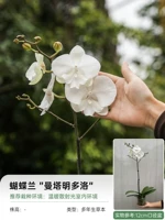 【Фара орхидея】 Мантаминдоло (единственный цветочный меч) 12см бассейн