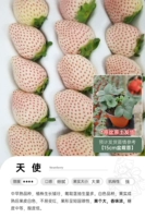 [Пятно] Ангел 15см горшок