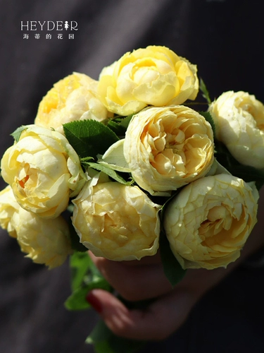 Сад Хайди Золотой шелк цветка