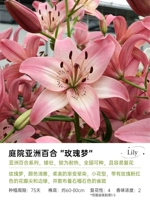 [Азия Лили] Роуз мечта 18/20 (3 гола)