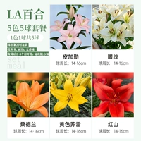 [La Lily] 5 -color 5 голов 14/16 (Prade+подводка для глаз+Сэндлан+Желтый Серли+Красная гора)