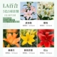 [La Lily] 5 -color 5 голов 14/16 (Prade+подводка для глаз+Сэндлан+Желтый Серли+Красная гора)