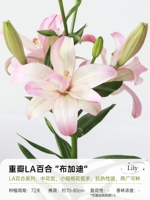 [La Lily] Bugatti 16/18 (3 гола)