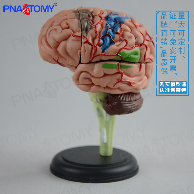 4D拼装人体大脑模型脑结构脑血管脑神经大脑解剖教学医用益智早教