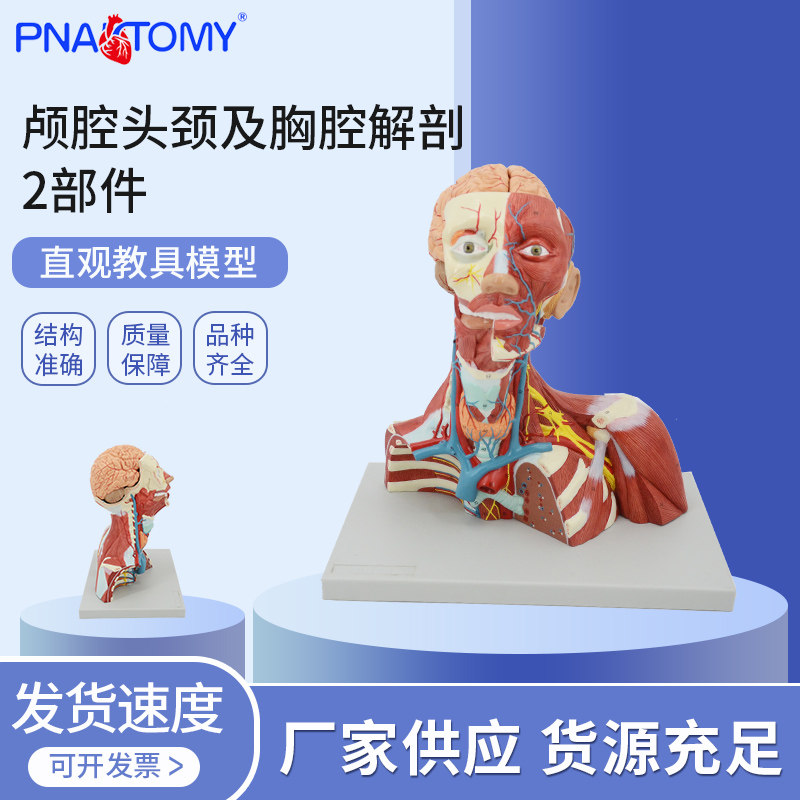 颅腔头颈及胸腔解剖模型颅骨十二对脑神经颈部血管神经束胸腔脏器
