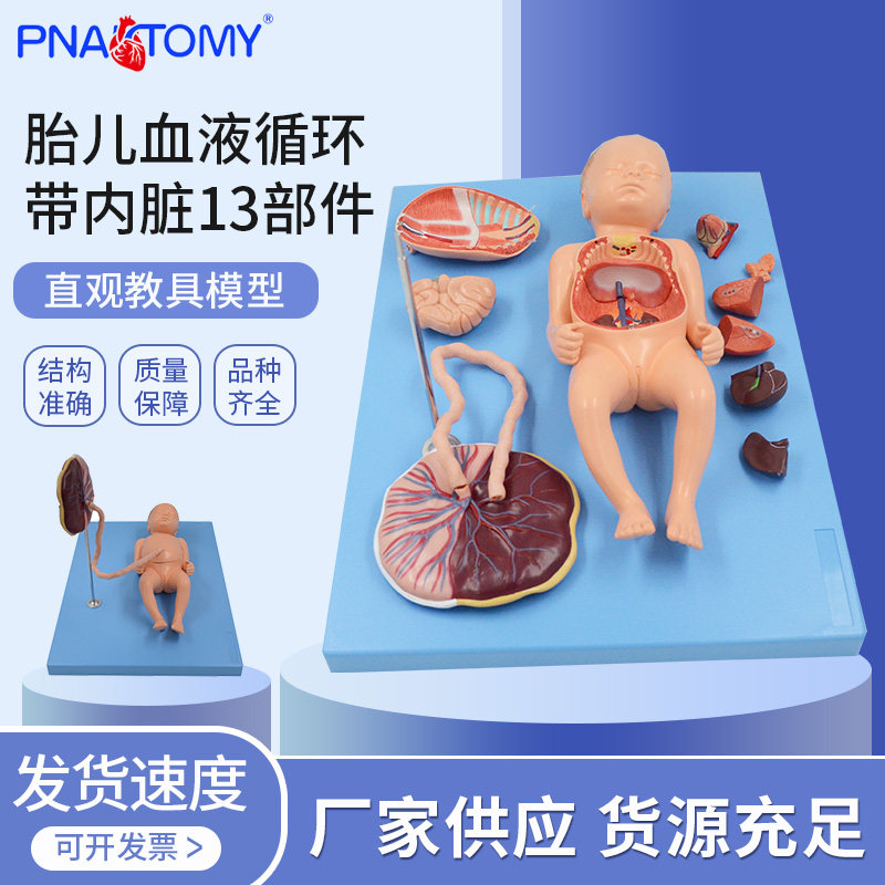 医学教学胎儿血液循环带内脏解剖模型围产医学教学胎儿发育研究教