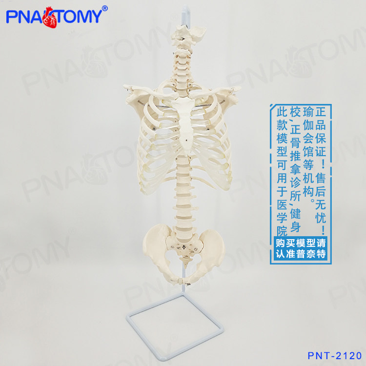 瑜伽教学医学人体脊柱模型脊椎骨盆整骨胸骨肋骨胸腔骼模骨架型