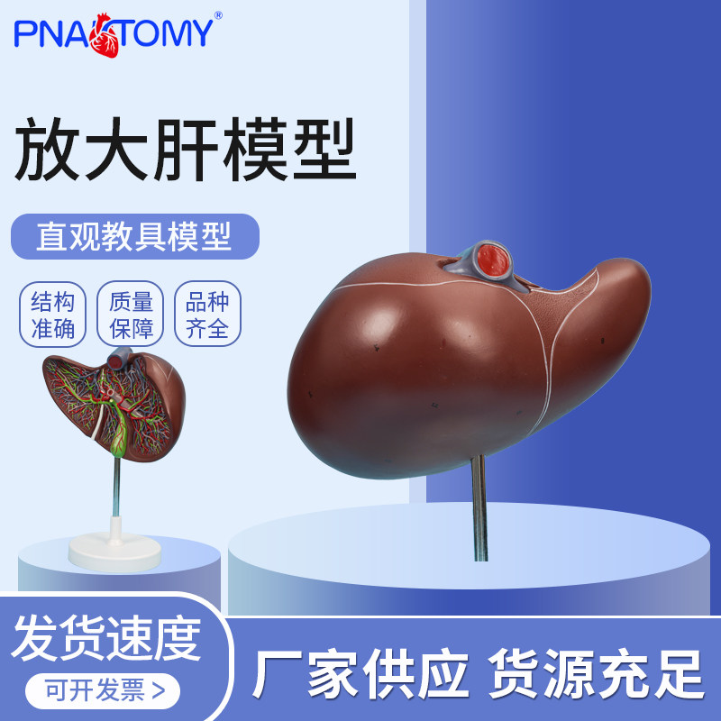 医学教学放大肝脏解剖模型肝叶肝段肝门静脉动脉胆管解剖学肝脏疾