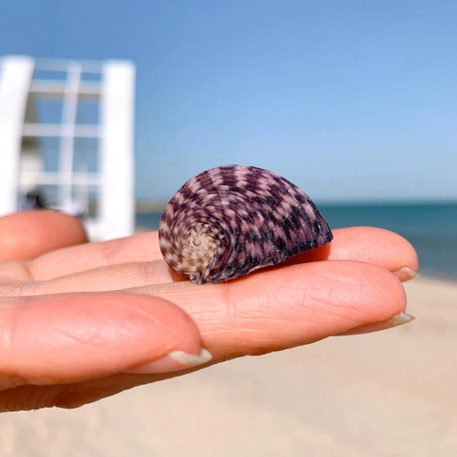 Натуральная раковина катящаяся постель Живая крабовая раковина специальная раковина подкова лот -лот -пейзаж ландшафт ландшафт