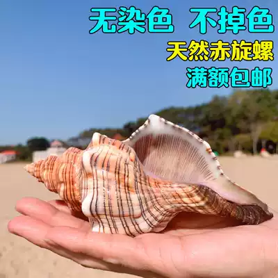 Red snail natural shell big conch shell fish tank decoration aquarium landscape seaside Mediterranean style ornaments