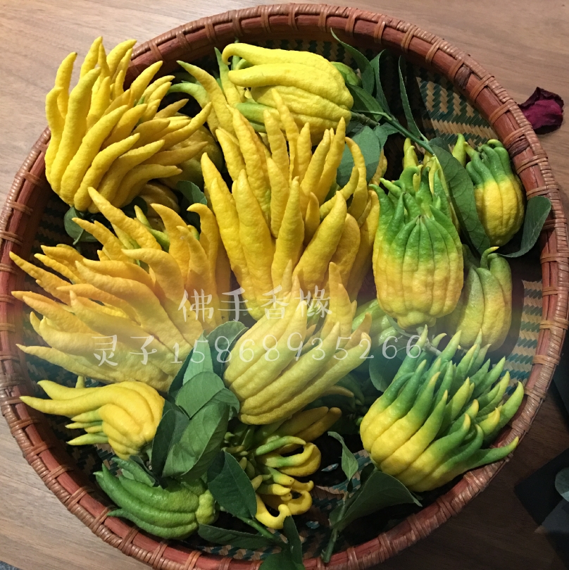 Two pounds of Jinhua Buddha hand fresh Buddha hand fruit Bergamot Bergamot melon citron fruit Qing for playing with Golden Buddha hand fruit